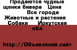 Продаются чудные щенки бивера › Цена ­ 25 000 - Все города Животные и растения » Собаки   . Иркутская обл.